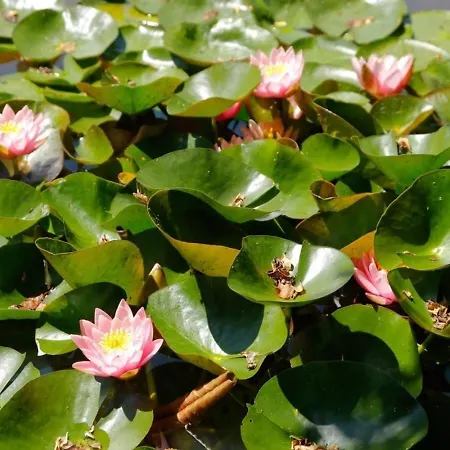 Domaine La Faix, Le Verger *