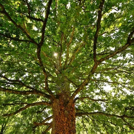 Domaine La Faix, Le Verger * Saint-Plaisir